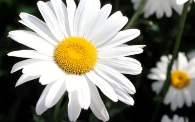 Atelierul de lectură – Legenda Margaretei